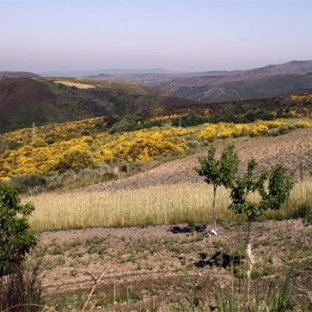 The Coroa Mountains, Moimenta zone on the border, where the landscape is formed by open land and woods. (Photo: CM Elias)