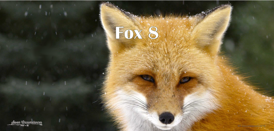 Ever wondered how a fox would sound if it could speak? – Fox 8 by George  Saunders – SEVEN CIRCUMSTANCES